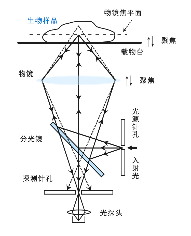 激光共焦扫描显微技术